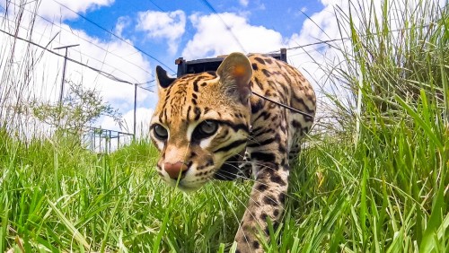 Reintroducen el ocelote en los Esteros del Iberá